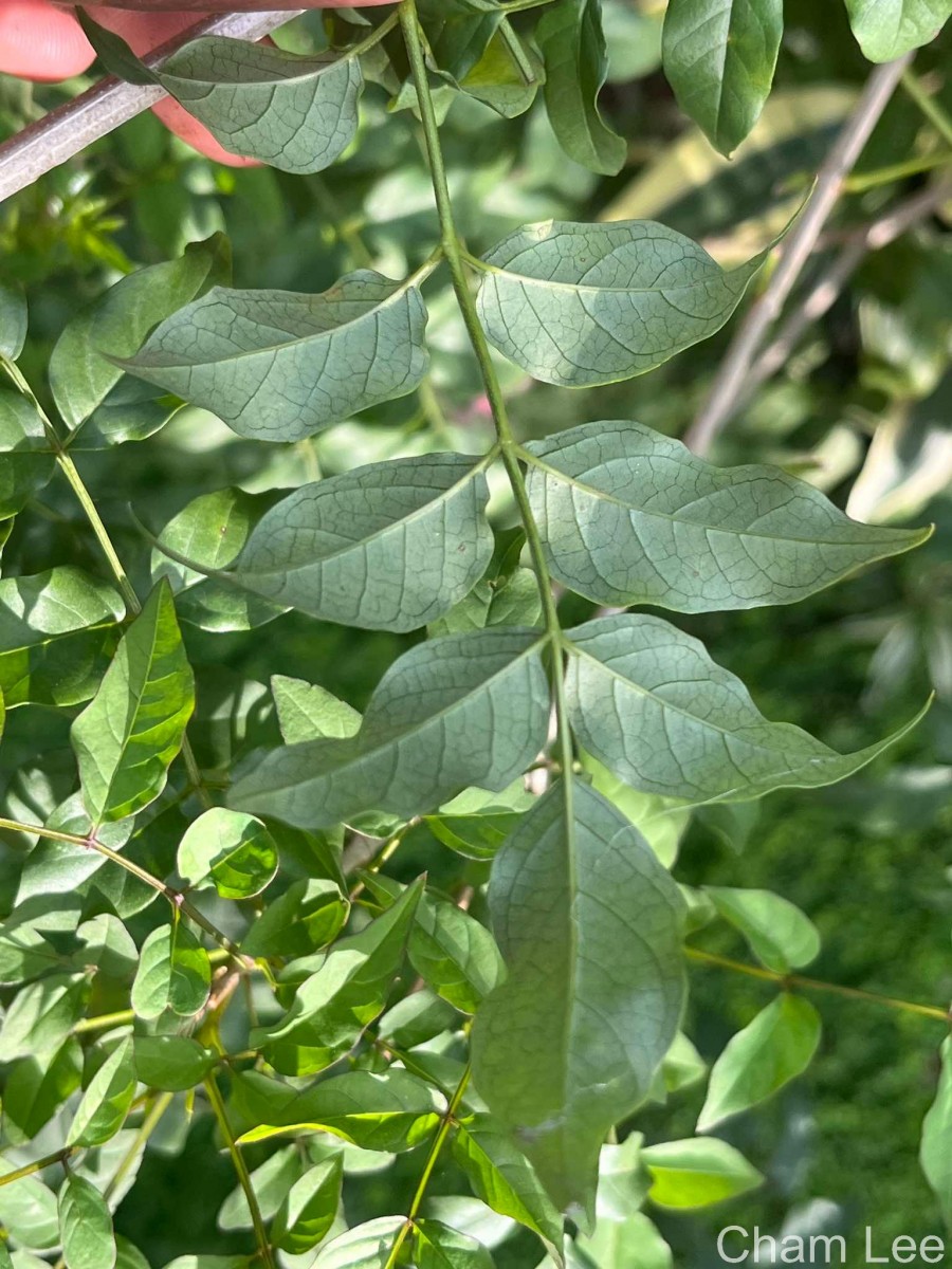 Podranea ricasoliana (Tanfani) Sprague